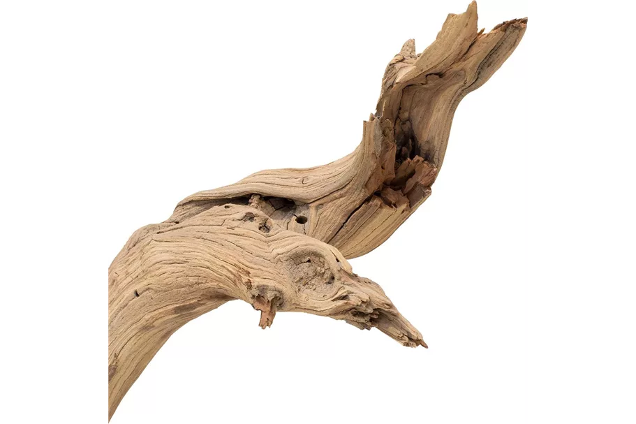 Ghostwood sandgestrahlt, verzweigt, 120-140 cm