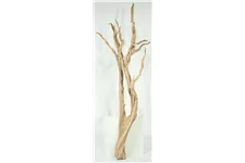 Ghostwood sandgestrahlt, verzweigt, 150-175 cm