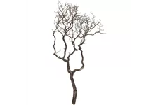 Manzanita braun, verzweigt, 90-100 cm