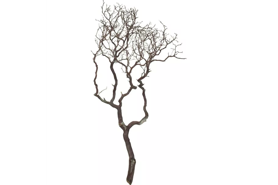Manzanita braun, verzweigt, 90-100 cm