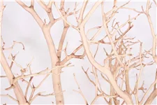 Manzanita sandgestrahlt, verzweigt, 180-200 cm