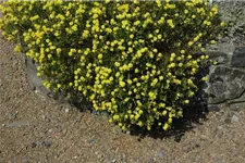 Sonnenröschen 'Gelbe Perle' 9 x 9 cm Topf 0,5 Liter