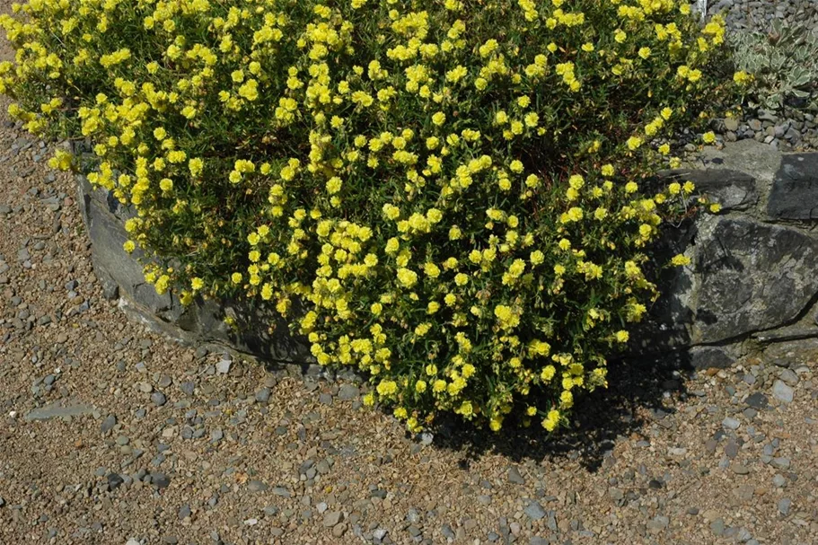Sonnenröschen 'Gelbe Perle' 9 x 9 cm Topf 0,5 Liter