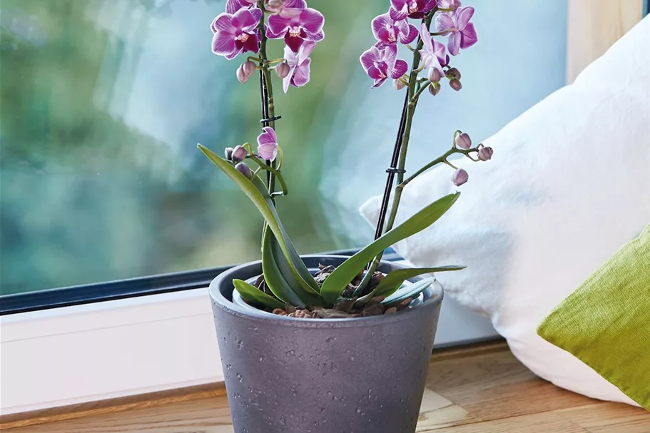 Seramis Orchideen Spezial-Substrat 2,5 l