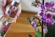 Seramis Vitalspray Blattpflege für Ochideen 250 ml Blattpflege durch Tiefenbefeuchtung