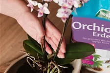 Westland Orchideen Erde 4 l