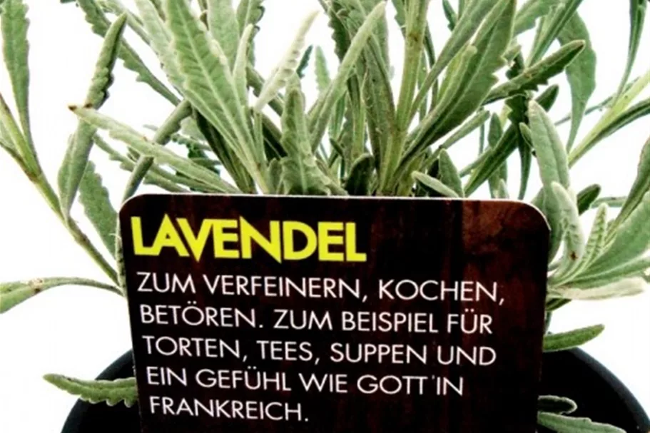 Bio Lavendel Kräutertopf 12 cm Lavendel