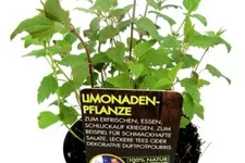 Bio Limonadenpflanze Kräutertopf 12 cm Limonadenpflanze
