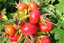 Rote Apfelrose Topf 7,5 Liter 60- 80