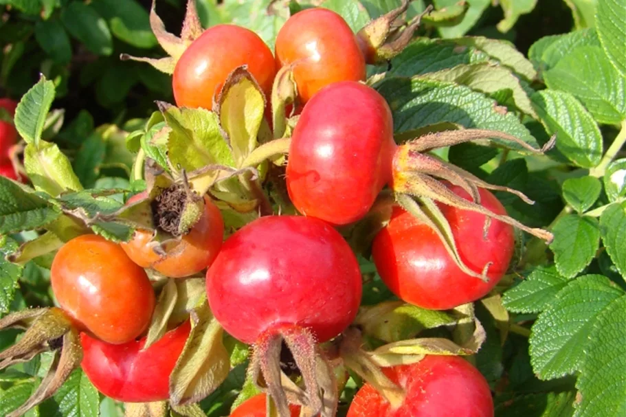 Rote Apfelrose Topf 7,5 Liter 60- 80