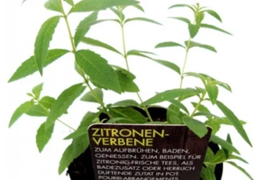 Bio Zitronenverbene online kaufen bei Olerum