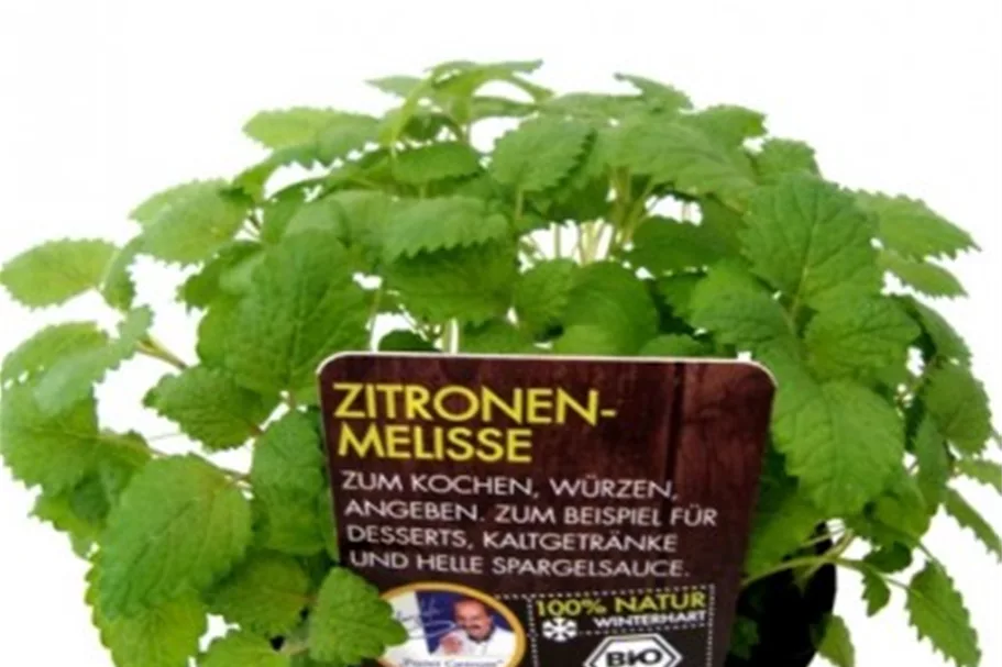 Bio Zitronenmelisse Kräutertopf 12 cm Zitronenmelisse