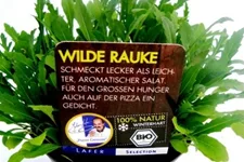 Bio Wilde Rauke Kräutertopf 12 cm Wilde Rauke