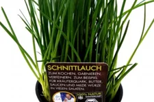Bio Schnittlauch Kräutertopf 12 cm Schnittlauch
