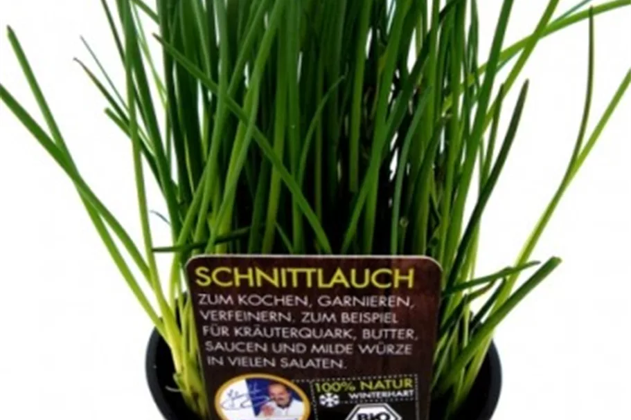 Bio Schnittlauch Kräutertopf 12 cm Schnittlauch