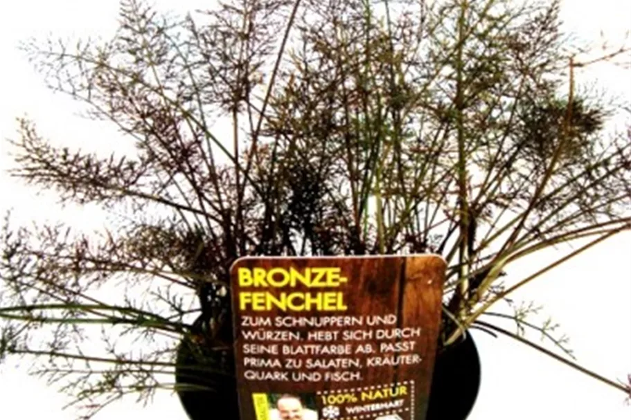 Bio Bronze-Fenchel Kräutertopf 12 cm Bronze-Fenchel