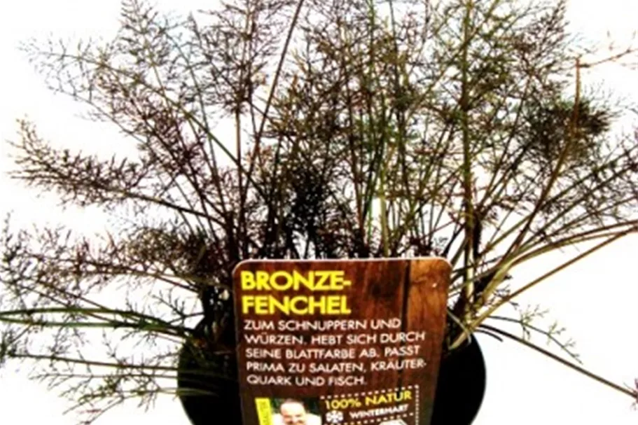 Bio BronzeFenchel online kaufen bei Olerum