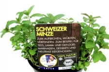 Bio Schweizer Minze Kräutertopf 12 cm Schweizer Minze