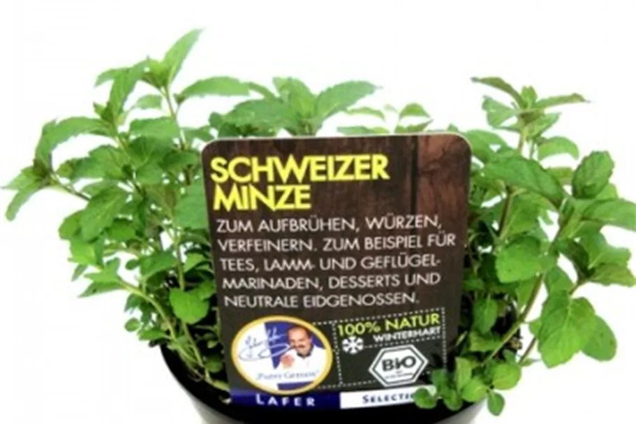 Bio Schweizer Minze Kräutertopf 12 cm Schweizer Minze