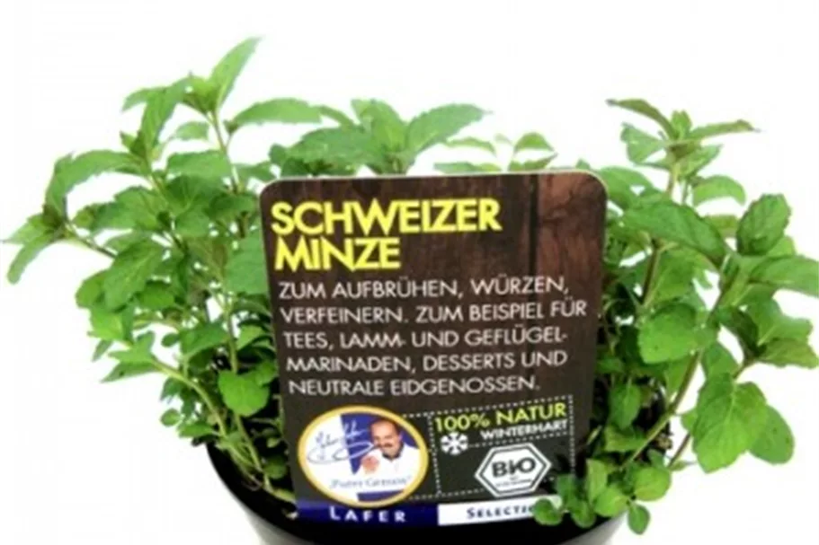 Bio Schweizer Minze online kaufen bei Olerum