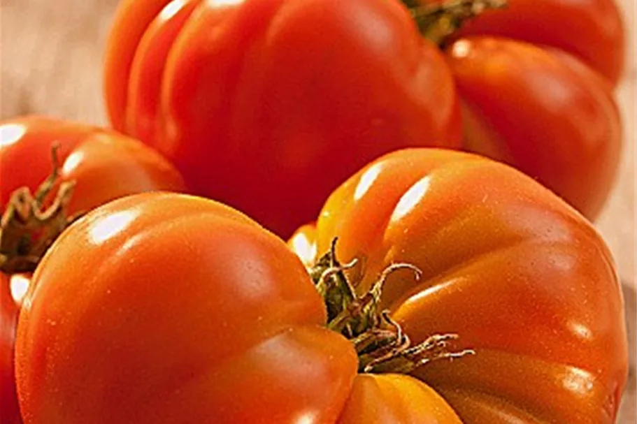 Bio Tomate 'Russian' 12 cm Topf