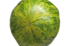 Bio Tomate 'Green Zebra' 12 cm Topf