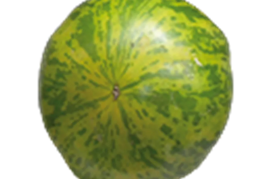 Bio Tomate 'Green Zebra' 12 cm Topf