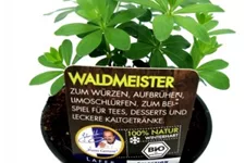 Bio Waldmeister Kräutertopf 12 cm Waldmeister