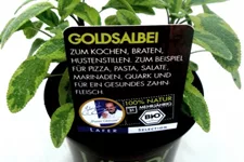 Bio Goldsalbei Kräutertopf 12 cm Goldsalbei