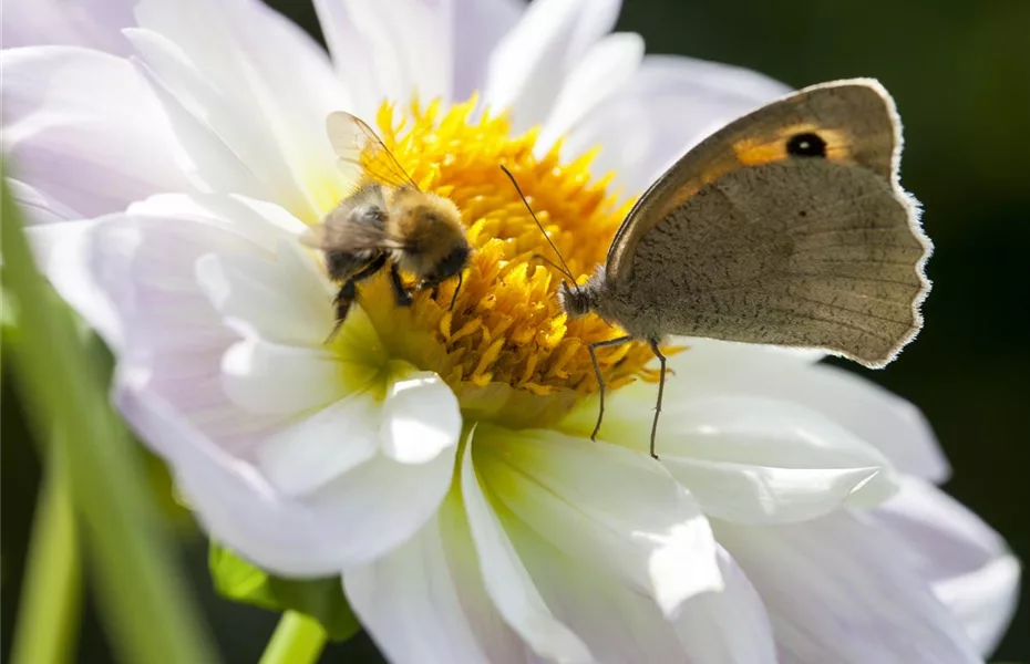 Bienenfreundliche Frühblüher: Helfer in der Natur
