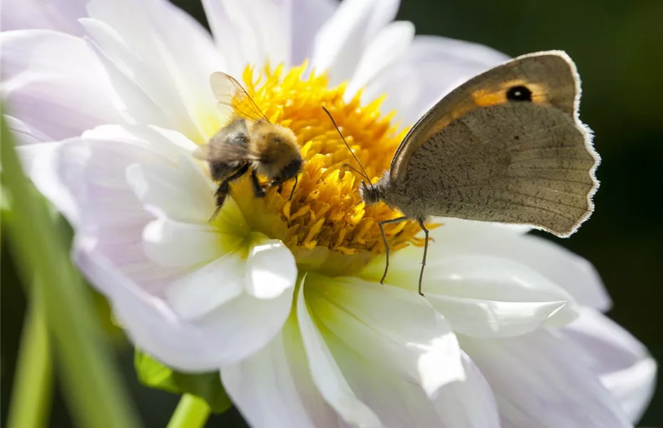 37+ Bienenfreundliche Frühblüher Kaufen, Nicht nur mit einem