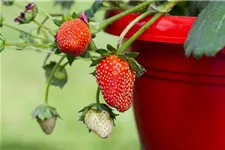 Erdbeere 'Fragoo® Toscana' 11 cm