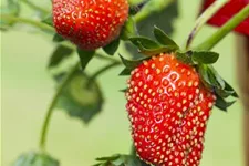 Erdbeere 'Fragoo® Toscana' 11 cm