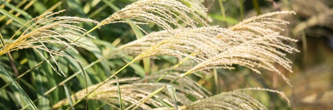 Gräser Unkomplizierte Zierpflanzen für den Garten
