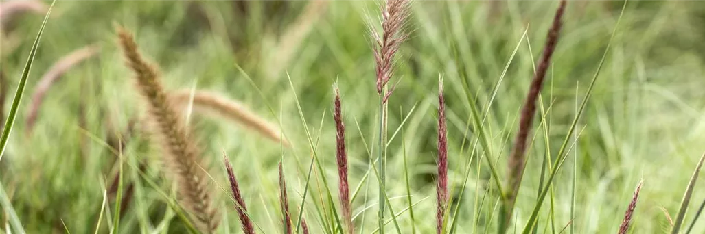 Gräser Unkomplizierte Zierpflanzen für den Garten