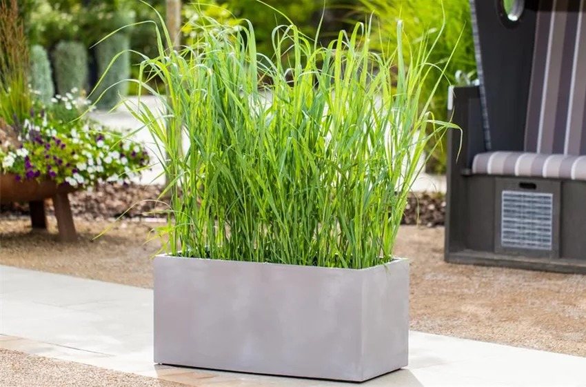 Gräser Unkomplizierte Zierpflanzen für den Garten