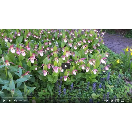 Winterharte Gartenorchideen Garten-Beispiel