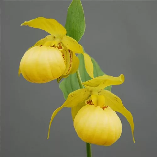 Gartenorchidee Frauenschuh 'Barry Philipps'