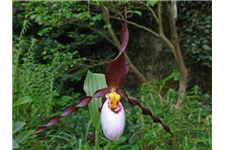 Gartenorchidee Frauenschuh 'Frosch's Mountain King' (Frosch®) 1 blühstarkes und bereits mehrtriebiges Rhizom 