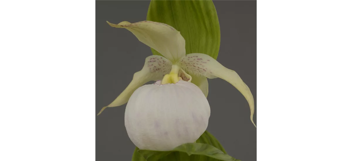 Gartenorchidee Frauenschuh 'Sabine Pastell' 1 blühstarkes und bereits mehrtriebiges Rhizom