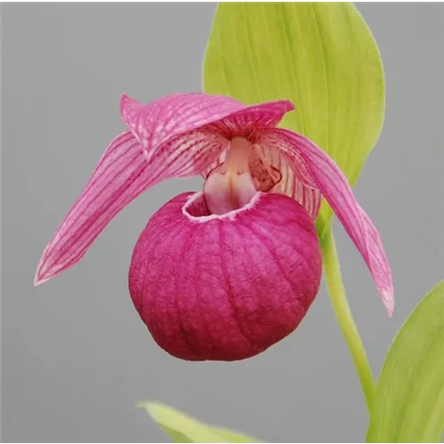 Gartenorchidee Sibirischer Frauenschuh - Großblütiger Frauenschuh