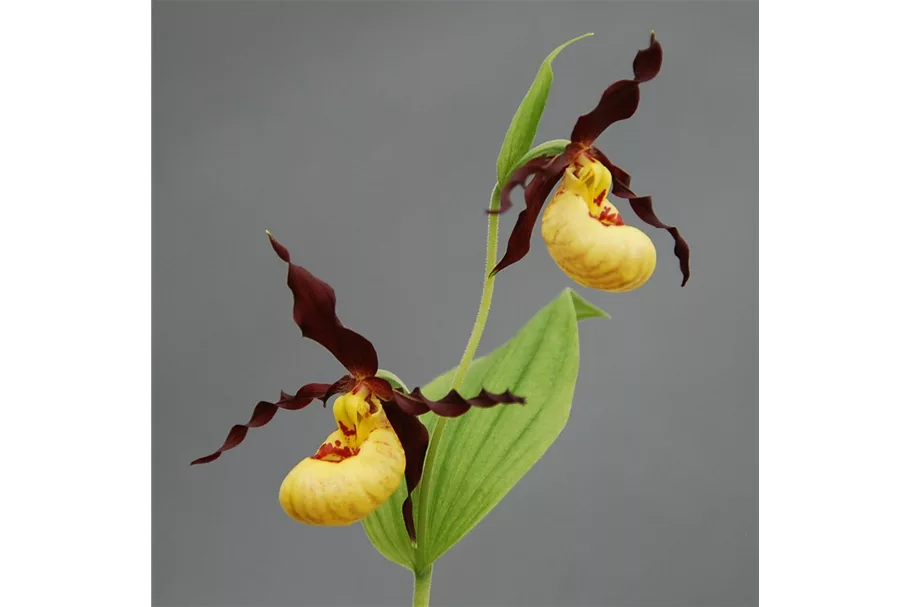Gartenorchidee Nordamerikanischer Frauenschuh - Kleinblütiger Frauenschuh 1 blühstarkes und bereits mehrtriebiges Rhizom