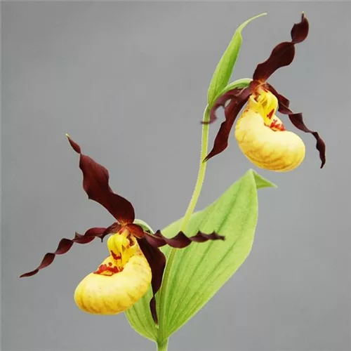 Gartenorchidee Nordamerikanischer Frauenschuh - Kleinblütiger Frauenschuh