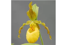 Gartenorchidee - Der Behaarte Frauenschuh 1 blühstarkes und bereits mehrtriebiges Rhizom