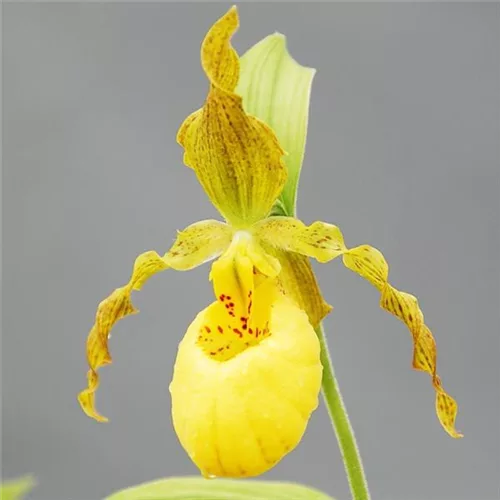 Gartenorchidee - Der Behaarte Frauenschuh