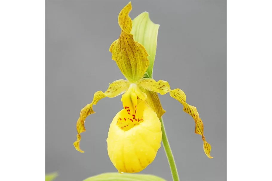 Gartenorchidee Der Behaarte Frauenschuh online kaufen bei Olerum