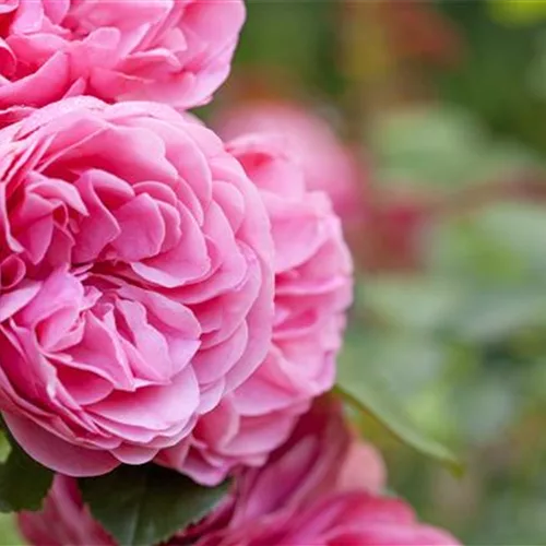 Wie pflanze ich Rosen richtig? | Olerum