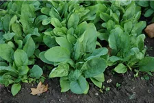 Echter Spinat Inhalt reicht für 650 Pflanzen