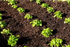 Feldsalat 'Vit' Inhalt reicht für ca. 2000 Pflanzen