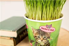 Katzengras Inhalt reicht für ca. 8 Töpfe à 10 cm
